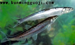 ���ɺ�����ָ��