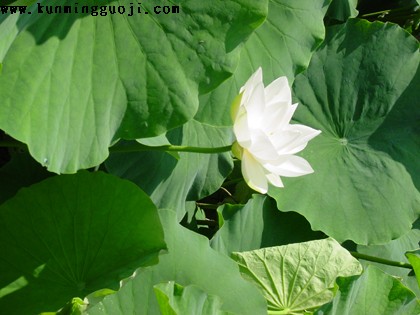 ���ɺ�����ָ��