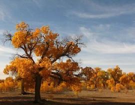 額濟(jì)納圖片