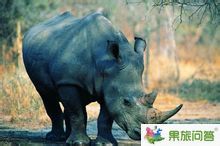 犀牛 犀牛