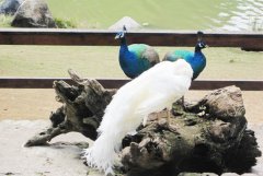 西雙版納有什么玩的？西雙版納有什么